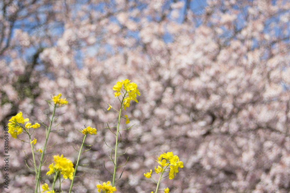 Obraz premium Rape blossoms with cherry brossoms