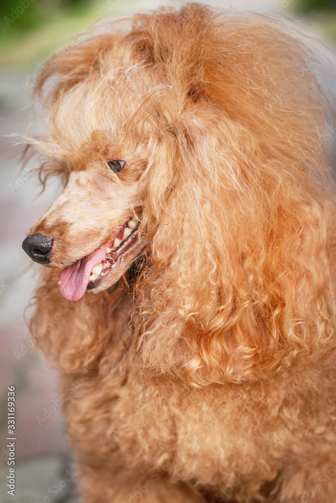 beautiful noble poodle smiling and posing in the street photo beautiful noble poodle smiling and posing in the street photo