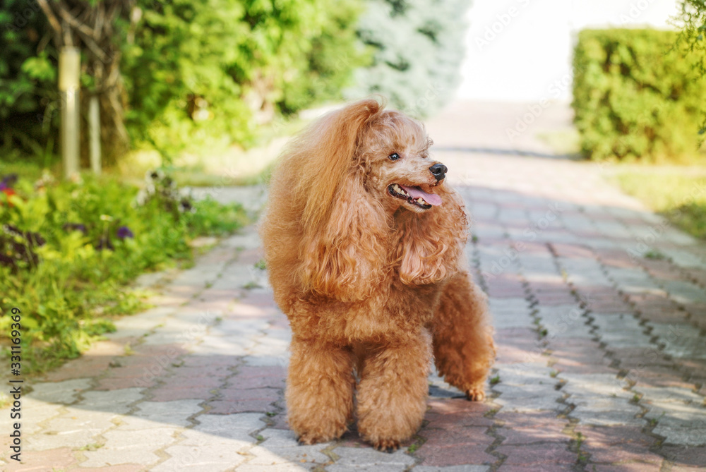 beautiful noble poodle smiling and posing in the street photo