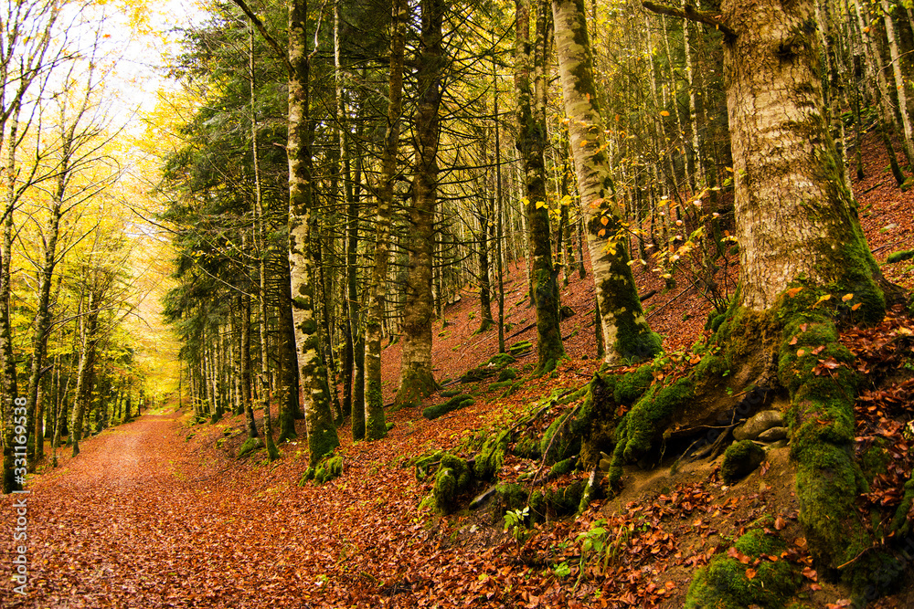 Obraz premium Selva de Irati