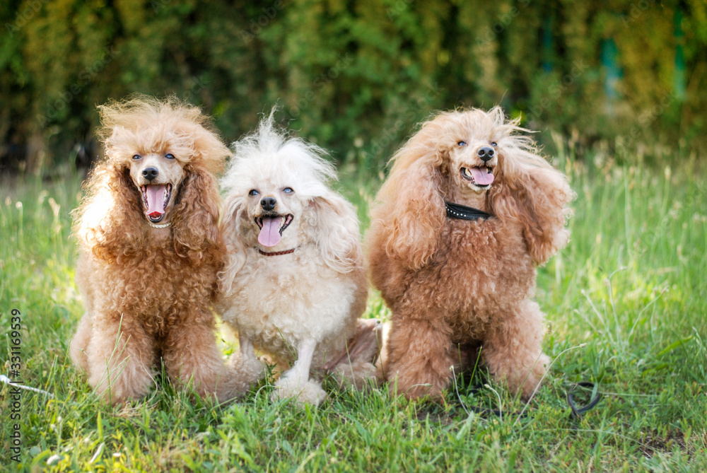 beautiful noble poodle smiling and posing in the street photo beautiful noble poodle smiling and posing in the street photo
