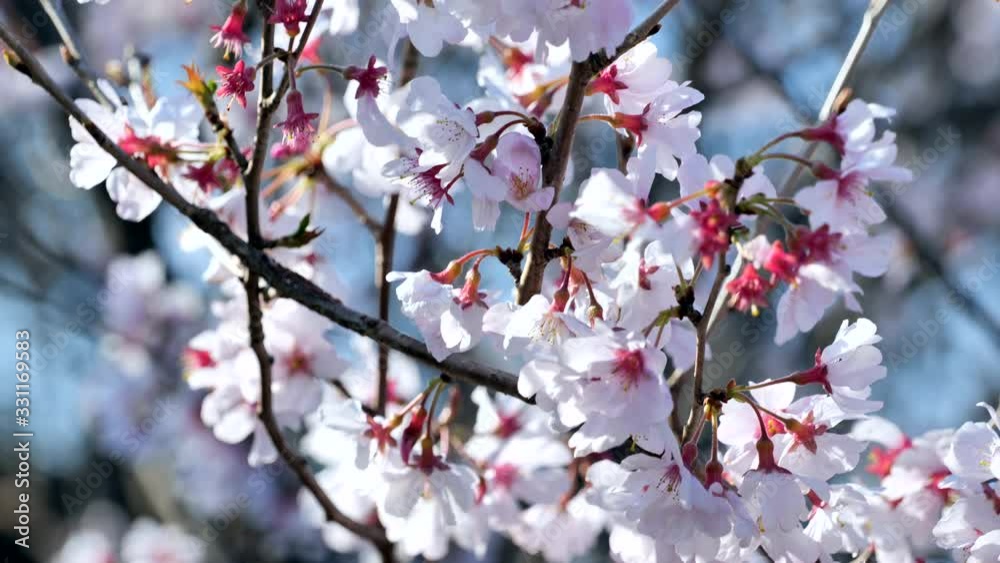 春の日本の桜と花見の文化 春の日本の桜と花見の文化