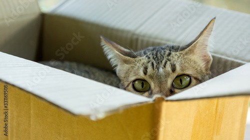 Fototapeta Naklejka Na Ścianę i Meble -  Cute gray striped cat lying in a box.