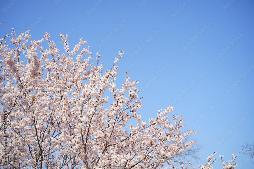 KYOTO BOTANICAL GARDEN