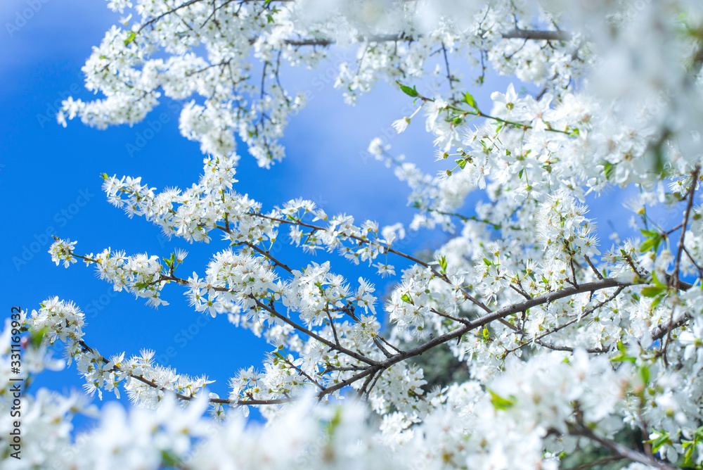 Spring border, background art with white blossom. Blooming blossom cherry tree over blue sunny sky bokeh. Easter sunny day. Spring flowers. Springtime. For easter and spring greeting cards, copy space Spring border, background art with white blossom. Blooming blossom cherry tree over blue sunny sky bokeh. Easter sunny day. Spring flowers. Springtime. For easter and spring greeting cards, copy space
