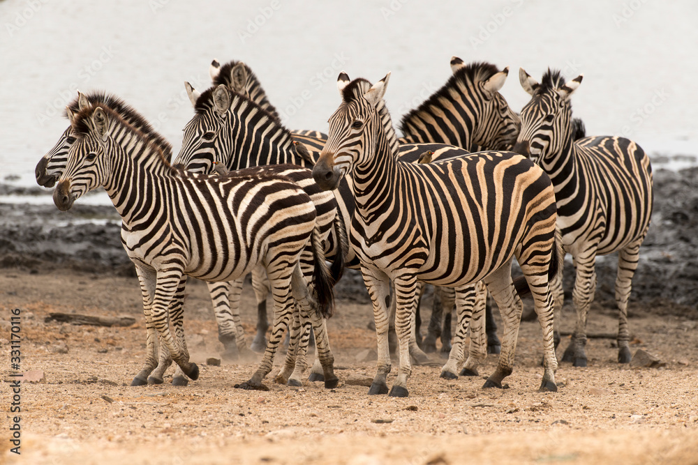 Naklejka premium Zèbre de Burchell, Equus quagga, Parc national Kruger, Afrique du Sud