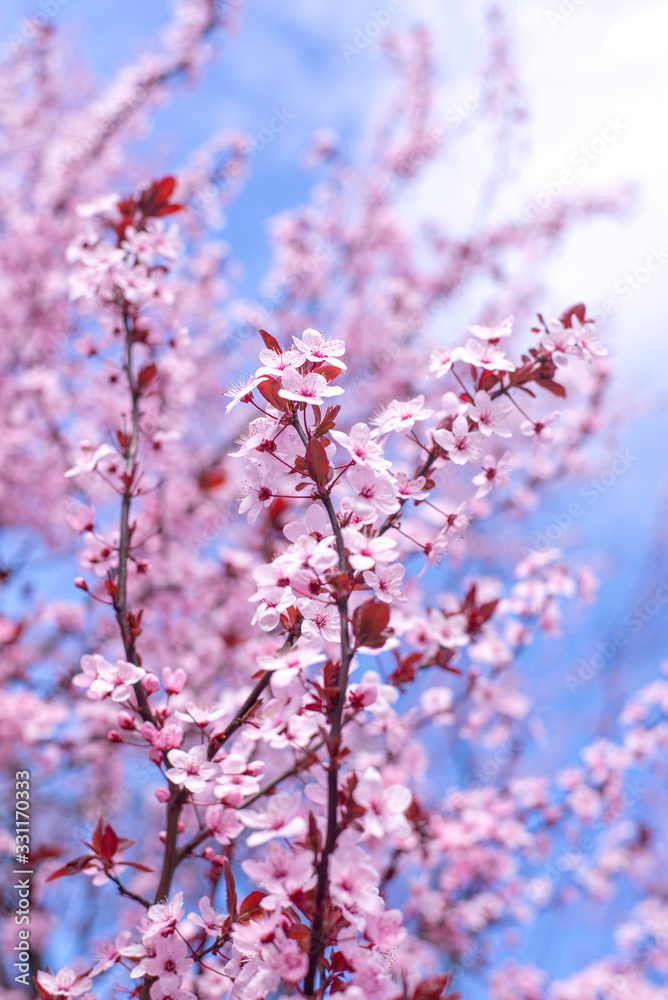 Spring border, background art with pink blossom. Blooming blossom sakura tree over blue sunny sky bokeh. Easter sunny day. Spring flowers. Springtime. For easter and spring greeting cards, copy space Spring border, background art with pink blossom. Blooming blossom sakura tree over blue sunny sky bokeh. Easter sunny day. Spring flowers. Springtime. For easter and spring greeting cards, copy space