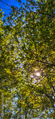 leaves on blue sky background © Ricardo