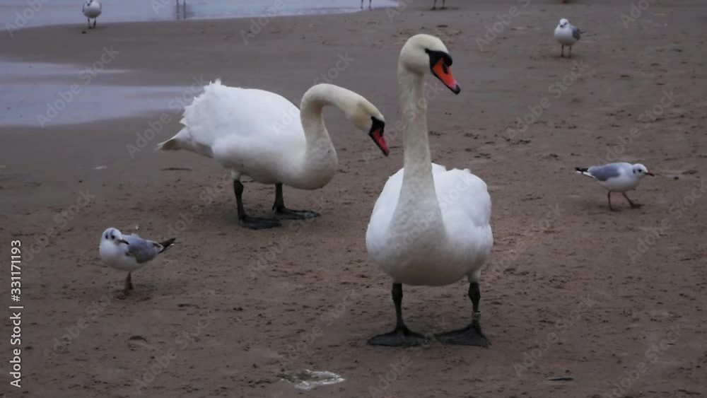 A pair of Swans and three seagulls on the sandy beach of Baltic Sea. A pair of Swans and three seagulls on the sandy beach of Baltic Sea.