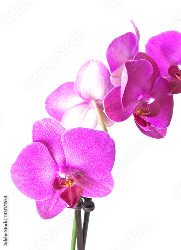 Orchid purple colors