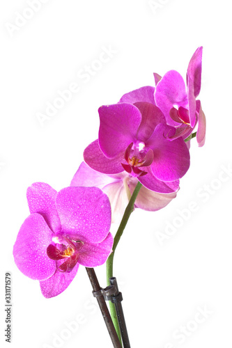 Orchid purple colors