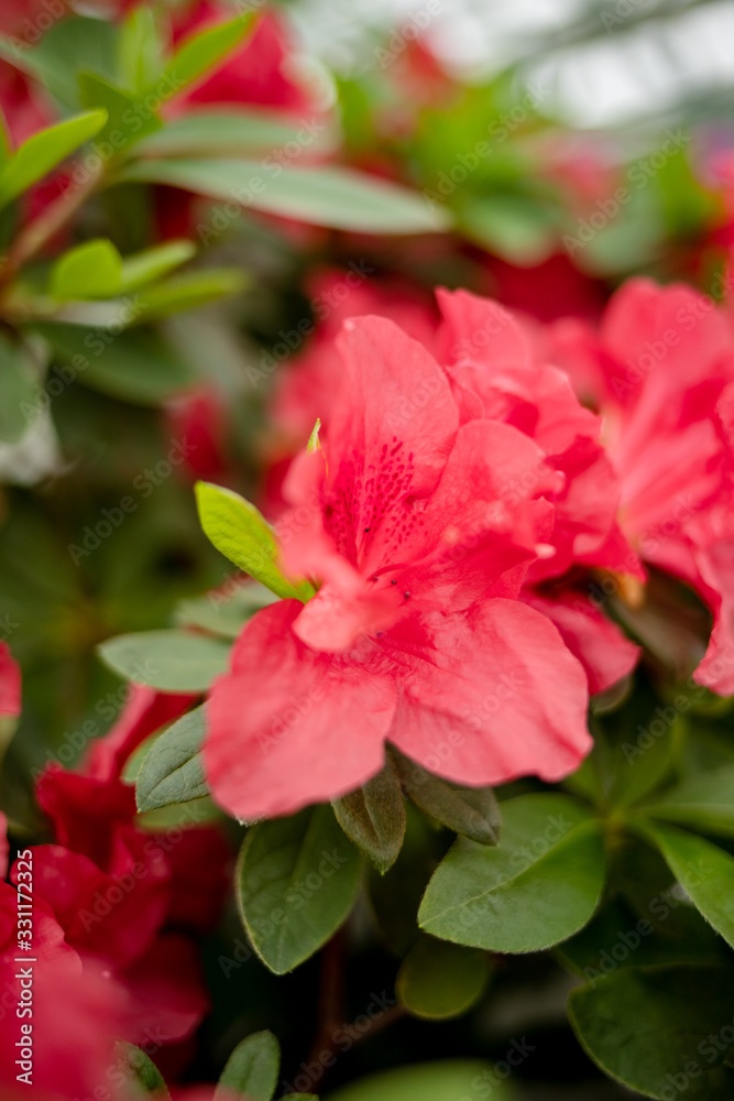 Beautiful vibrant azalea flower tree blooming in the botanical garden, in Kyiv Beautiful vibrant azalea flower tree blooming in the botanical garden, in Kyiv