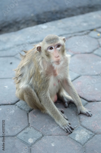 The Monkey in Thailand