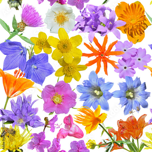 Different wildflowers. Seamless pattern.