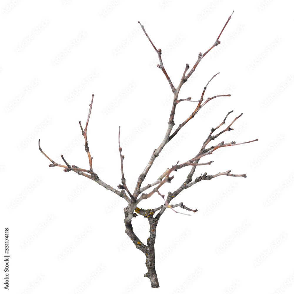 silhouette of dry branch isolated on white background