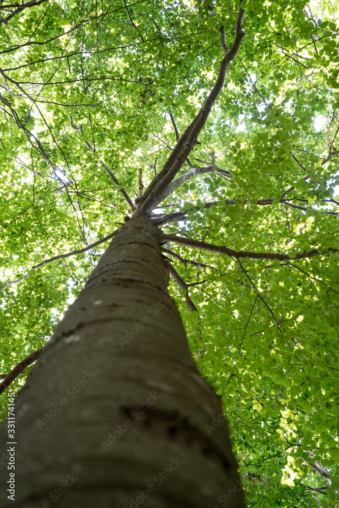 Fototapeta premium Large tree with beautiful crown, seen from below, many branches