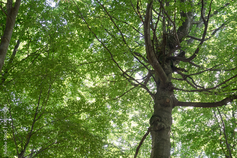 Fototapeta premium Large tree with beautiful crown, seen from below, many branches