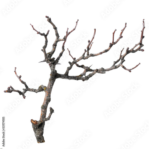 silhouette of dry branch isolated on white background