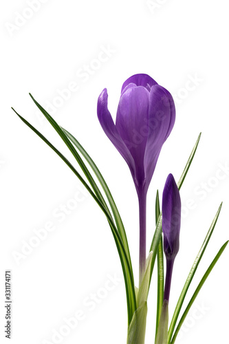 Beautiful crocus flower and bud with green leaves isolated on white background. Spring flowers.