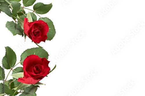 two beautiful red roses on a white background with a place for writing