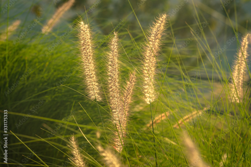 Background of glowing grass flowers in sunset. Background of glowing grass flowers in sunset.
