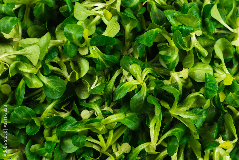 Mash salad on white background.