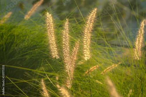  Background of glowing grass flowers in sunset.