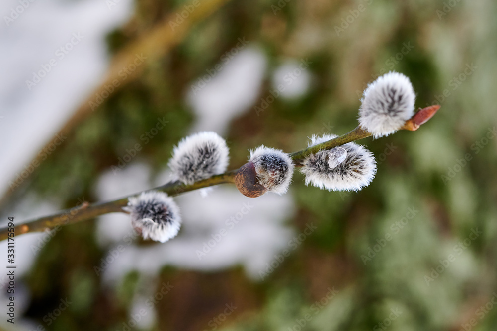 Willow (Salix) branch in the spring with fluffy, soft catkins on a blurry, natural background. Willow (Salix) branch in the spring with fluffy, soft catkins on a blurry, natural background.