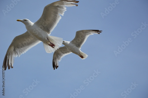 Gulls in the sky