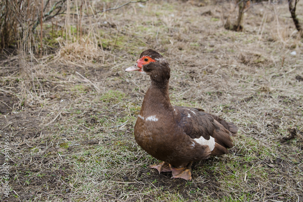 Young brown musky duck grazing in early spring Young brown musky duck grazing in early spring