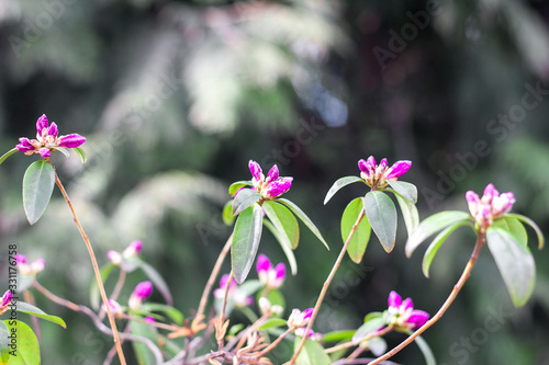 The first spring flowers on deoyeva and bushes, blooming buds, partial blur, awakening of nature