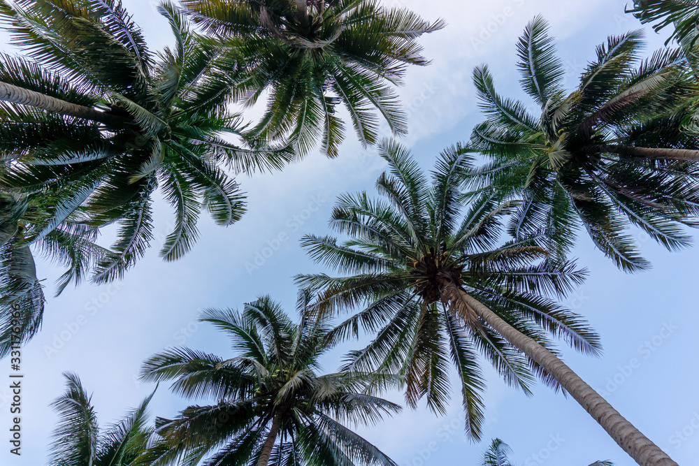 Upward view to coconut green leaves, gray stem and high trunk with fruits under white clouds blue sky and soft orange light