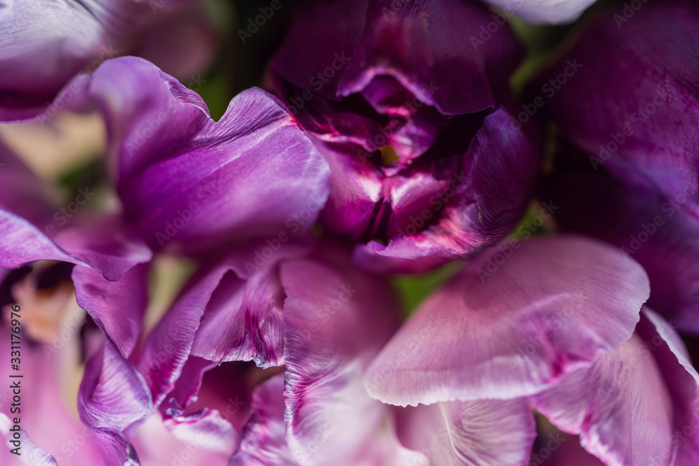 Spring concept, abstract floral background. Violet flowers close-up.