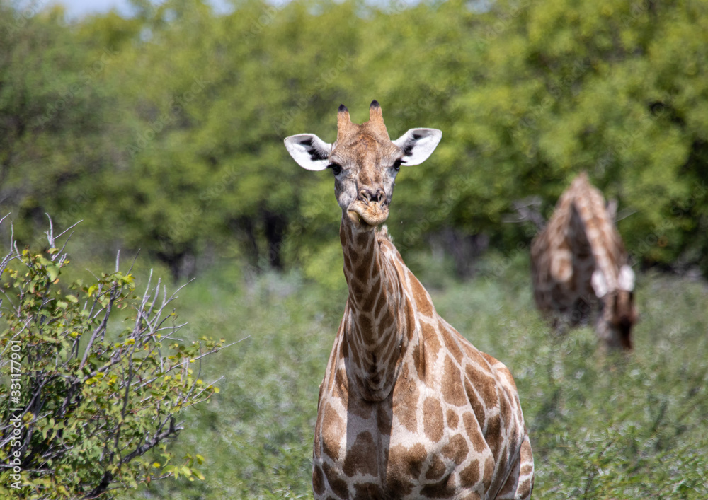 Giraffe standing in the savannah grass at the Etosha National park in northern Namibia