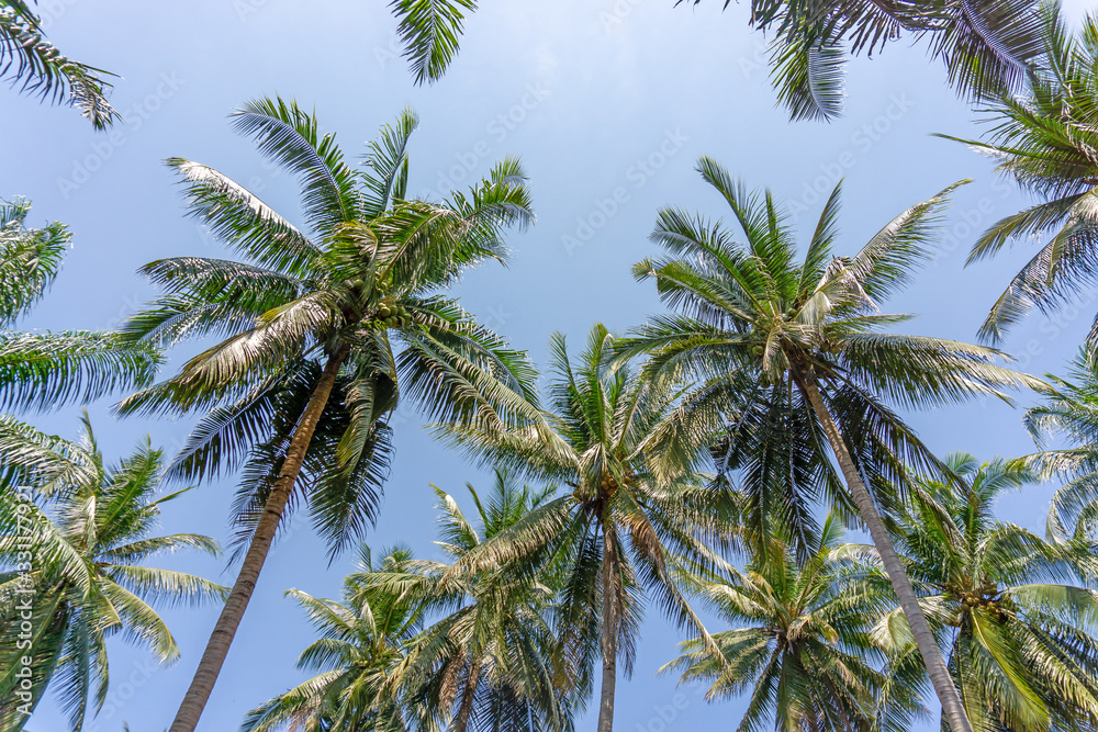 Upward view to coconut green leaves, gray stem and high trunk with fruits under white clouds and blue sky