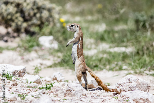 close up on an eating cape ground squirrel