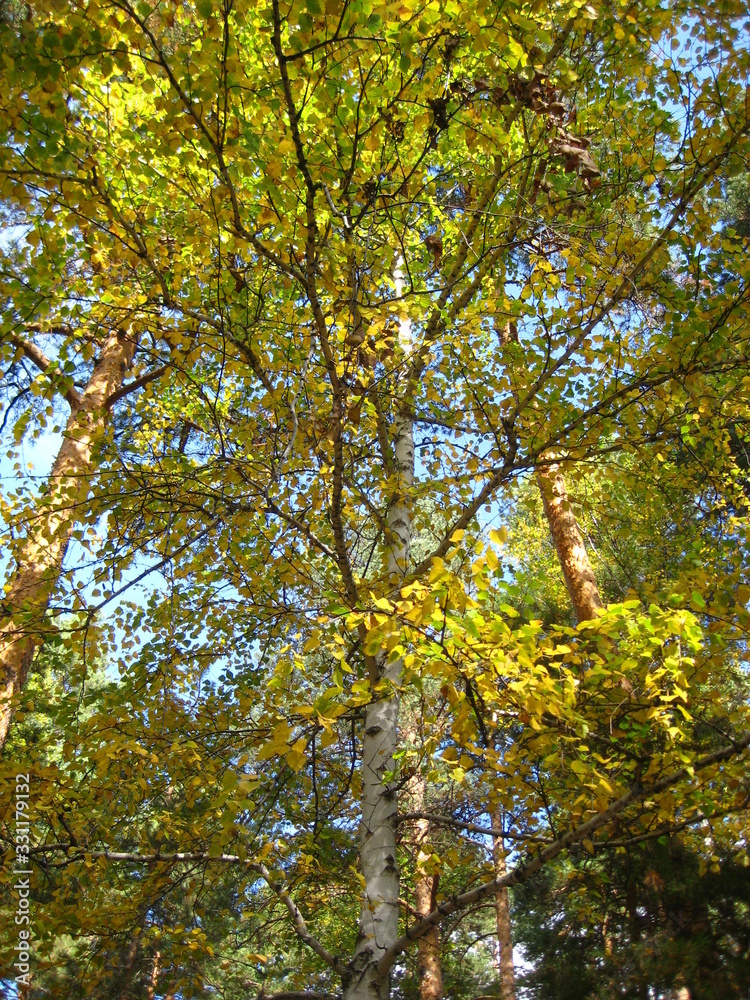 Autumn forest Autumn forest