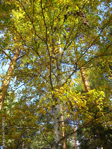 Obraz na płótnie Autumn forest w salonie