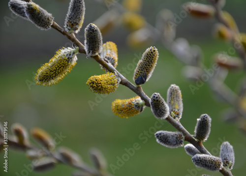 Salix irrorata produces a slightly thinner, erect shrub, especially white even blue white shoots. smaller silvery catkins. After flowering, branches of the shrub bear narrow oblong, light green leaf photo