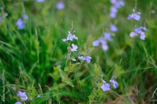  lilac flowers