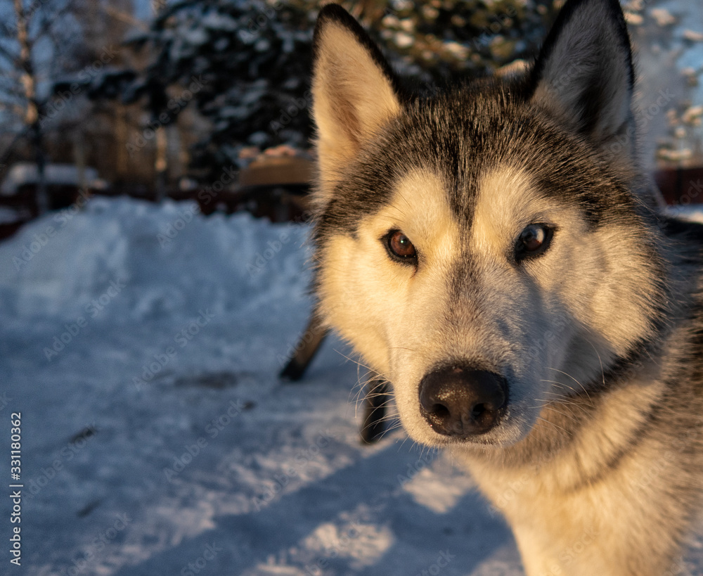 Fototapeta premium dog and fish. Portrait of siberian husky on snow.