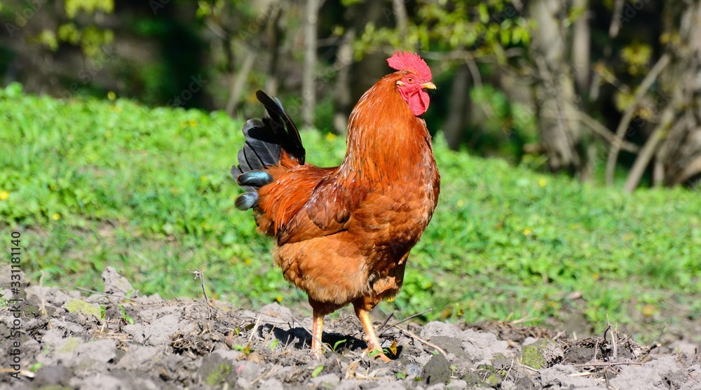 rooster walking in the garden rooster walking in the garden