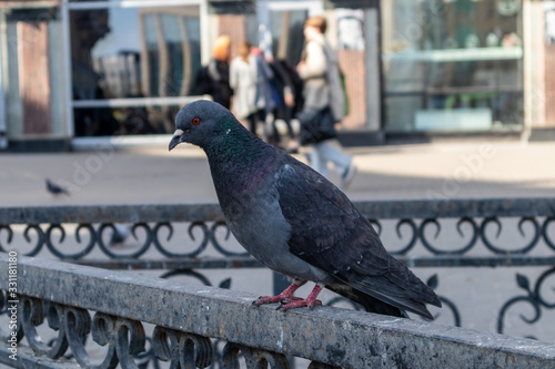pigeon on the street