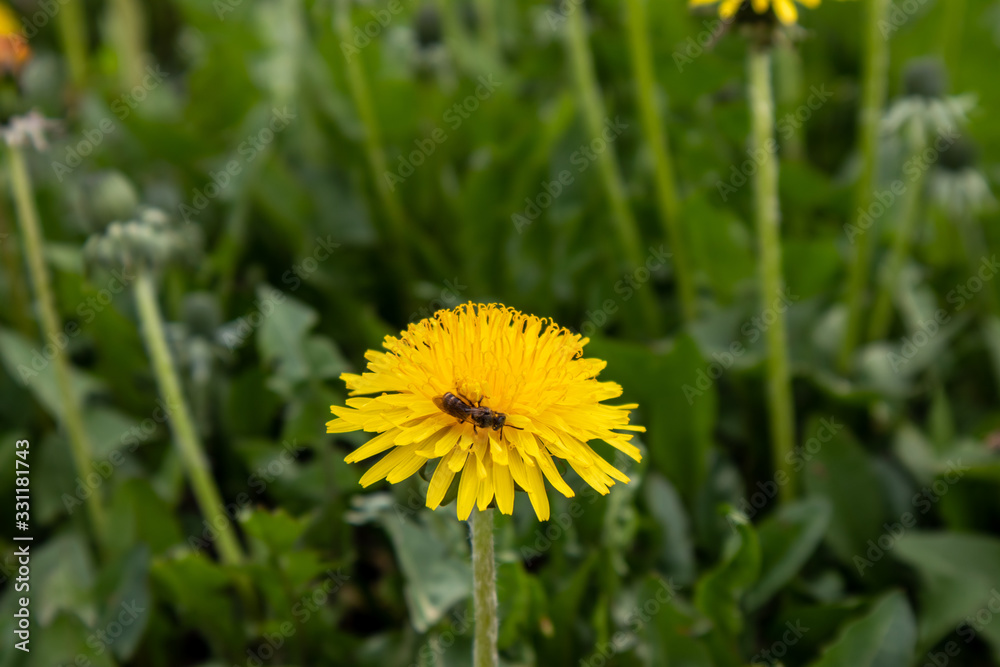 dandelion in grass dandelion in grass