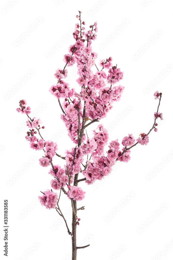 Pink cherry blossom branch isolated on white background.