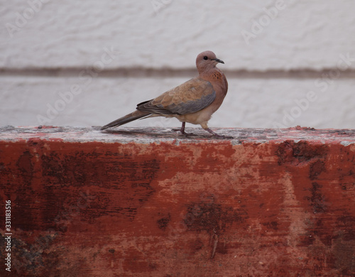 Close shot of Dove bird walking on a wall