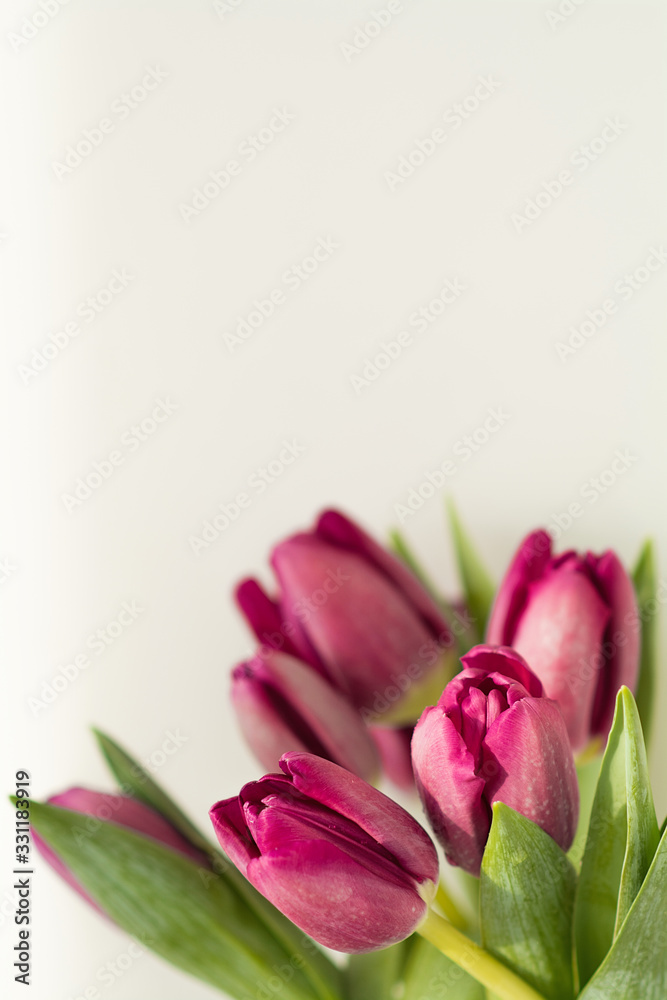 Purple tulips on a white background Purple tulips on a white background