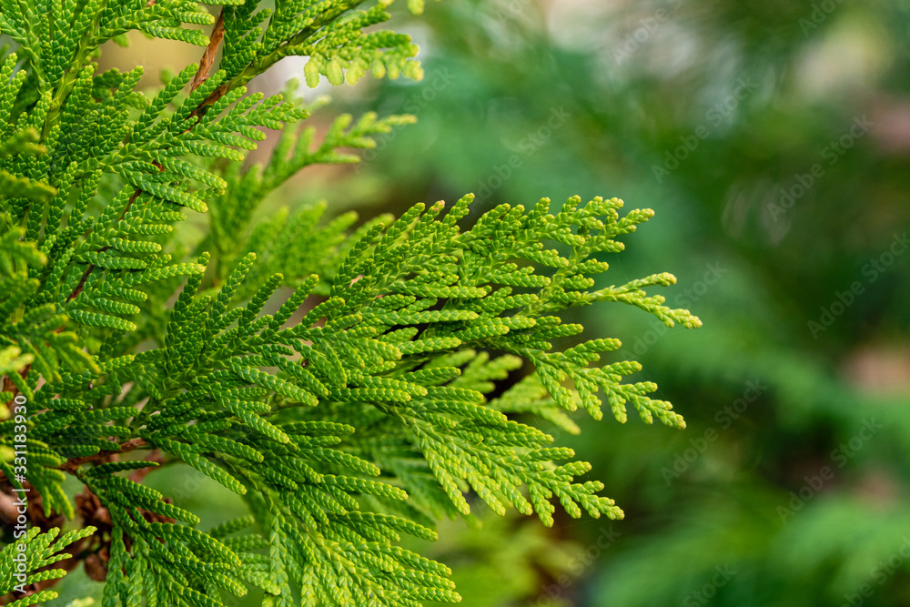 Yellow-green foliage on branch of Thuja occidentalis Aurea (northern or eastern white cedar). Blurred background. Selective focus. Close-up. Evergreen landscaped garden. Nature concept for design. Yellow-green foliage on branch of Thuja occidentalis Aurea (northern or eastern white cedar). Blurred background. Selective focus. Close-up. Evergreen landscaped garden. Nature concept for design.