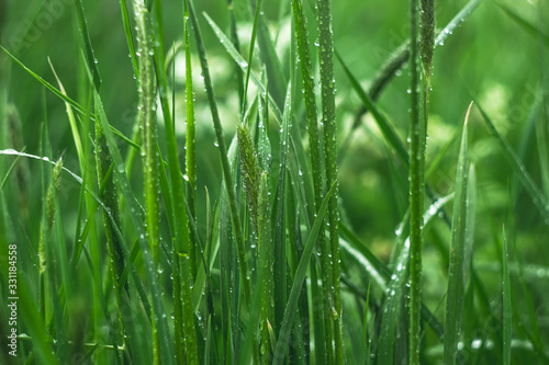 Grass with water drops, green natural background. Dew on field in the morning, springtime concept.