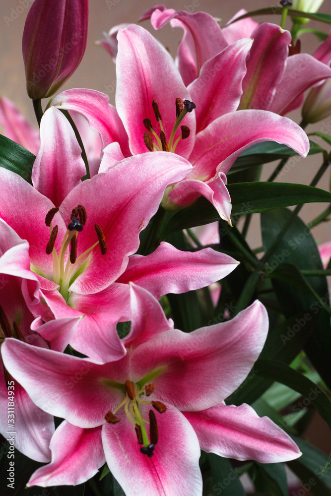 Close-up bouquet of pink lilies 